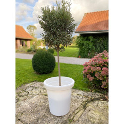 Jardinière plastique ronde Delight